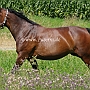 Thueringer_Reitpferd_58_ (2)